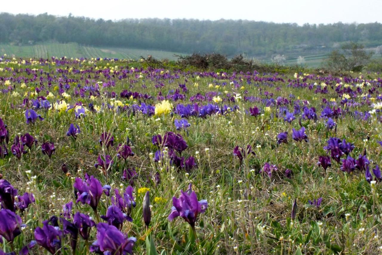 Turmhof Breitenbrunn Breitenbrunn  Bagian luar foto